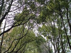 -上海鲜花港