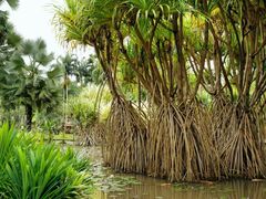 -中国科学院西双版纳热带植物园
