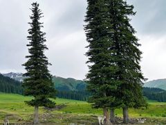 -新疆那拉提国家旅游度假区