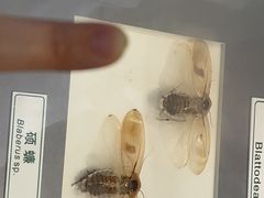 -上海昆虫博物馆