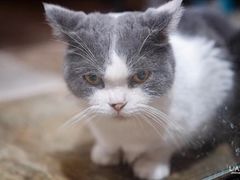 -猫咪博物馆(顶澳仔猫街店)