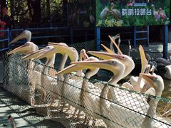 -广州长隆飞鸟乐园
