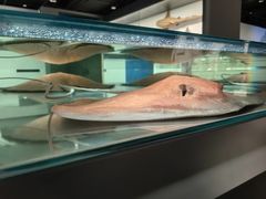 -四川大学博物馆