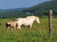 -塞罕坝国家级自然保护区