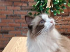 -豆逗聊愈猫阁Easy Life