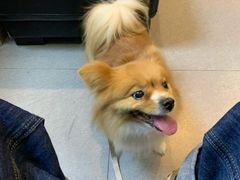 -芭比堂动物医院·心脏专科·夜诊·吉雅分院