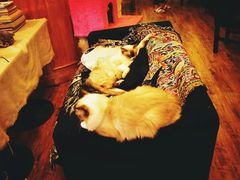 -猫色咖啡·猫咖