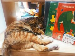 -猫的天空之城概念书店(杭州南宋御街店)