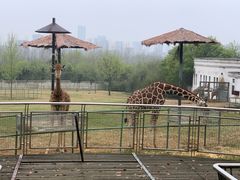 -合肥野生动物园