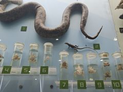 -国家自然博物馆