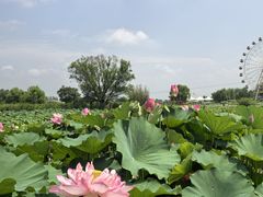 -白洋淀风景区