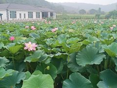 -龙寺生态园
