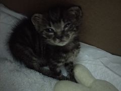 -艾贝尔宠物医院·24H转诊中心·肿瘤猫专科(江宁双龙店)