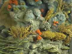 -上海海洋水族馆