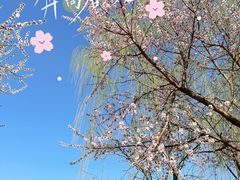 -桃花堤公园