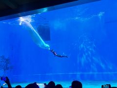 -芜湖新华联大白鲸海洋公园