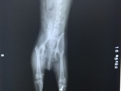 滑车再造加胫骨结节移位术-佳怡动物医院·平价24小时·猫专科骨外科