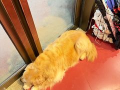 -和它·交个朋友·狗咖猫咖(爱琴海店)