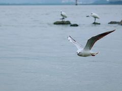 -深圳湾公园(南山区)