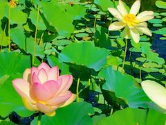 -莲花池公园