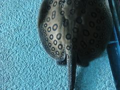 -上海海洋水族馆