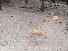 -沈阳森林动物园