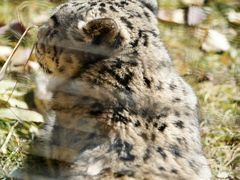 -青藏高原野生动物园