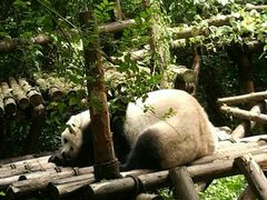 -成都大熊猫繁育研究基地-熊猫厨房