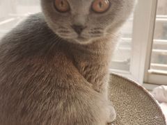 -艾贝尔宠物医院·24H转诊中心·肿瘤猫专科(江宁双龙店)
