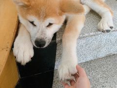 -喜柴咖啡·柴犬狗咖