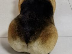 -宠福鑫康馨动物医院·骨科·眼科