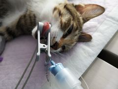 -关爱宠物医院·猫科中心·消化科(滨湖万达分院)