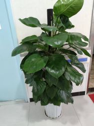 -成都军建医院·疤痕诊疗中心