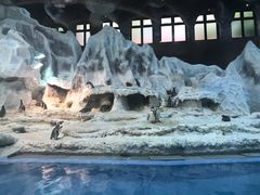 -帝企鹅自助餐厅•儿童岛•真企鹅(长隆企鹅酒店)
