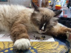 -平行世界·猫咖(首经贸店)