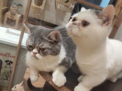 -猫色咖啡·猫咖