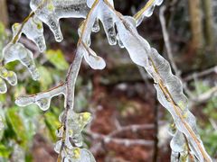 -江西阳明山国家森林公园