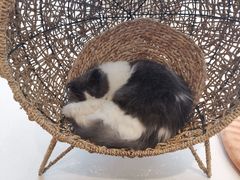 -飞行喵MR PILOT|猫舍·猫咖(静安大融城店)