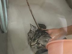 -1013 PET SHOP精品宠物商店(丁香店)