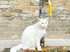 -西安大兴善寺