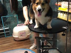-Goku PET SHOP宠物视觉生活馆(双井店)