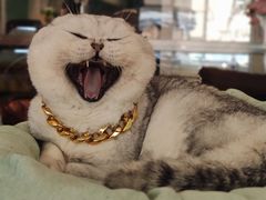 -绒爪撸猫下午茶·猫咖