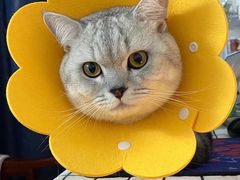 -凯特喵百思猫专科医院