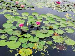 -莲花池公园