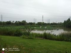 -上海长兴岛郊野公园