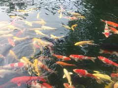 -湖鲜楼