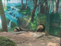 -中国大熊猫保护研究中心雅安碧峰峡基地