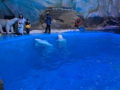 -海合安青岛极地海洋公园