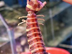 -辉记炭烧海鲜大排档·老字号(福田店)