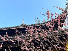 -红梅公园